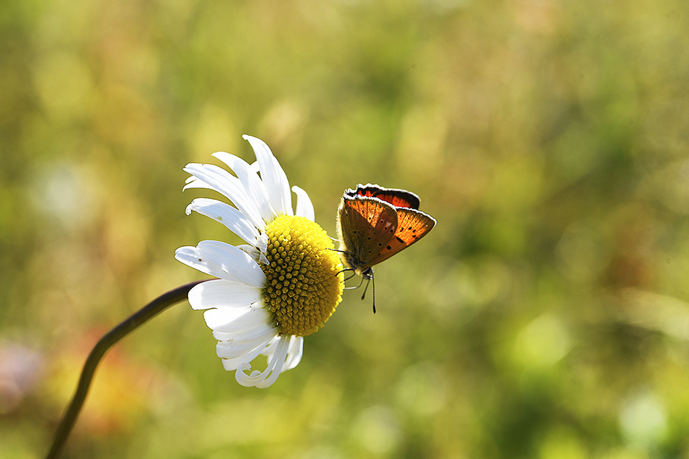 edningsgator är viktiga miljöer för pollinatörer och ängsväxter. 