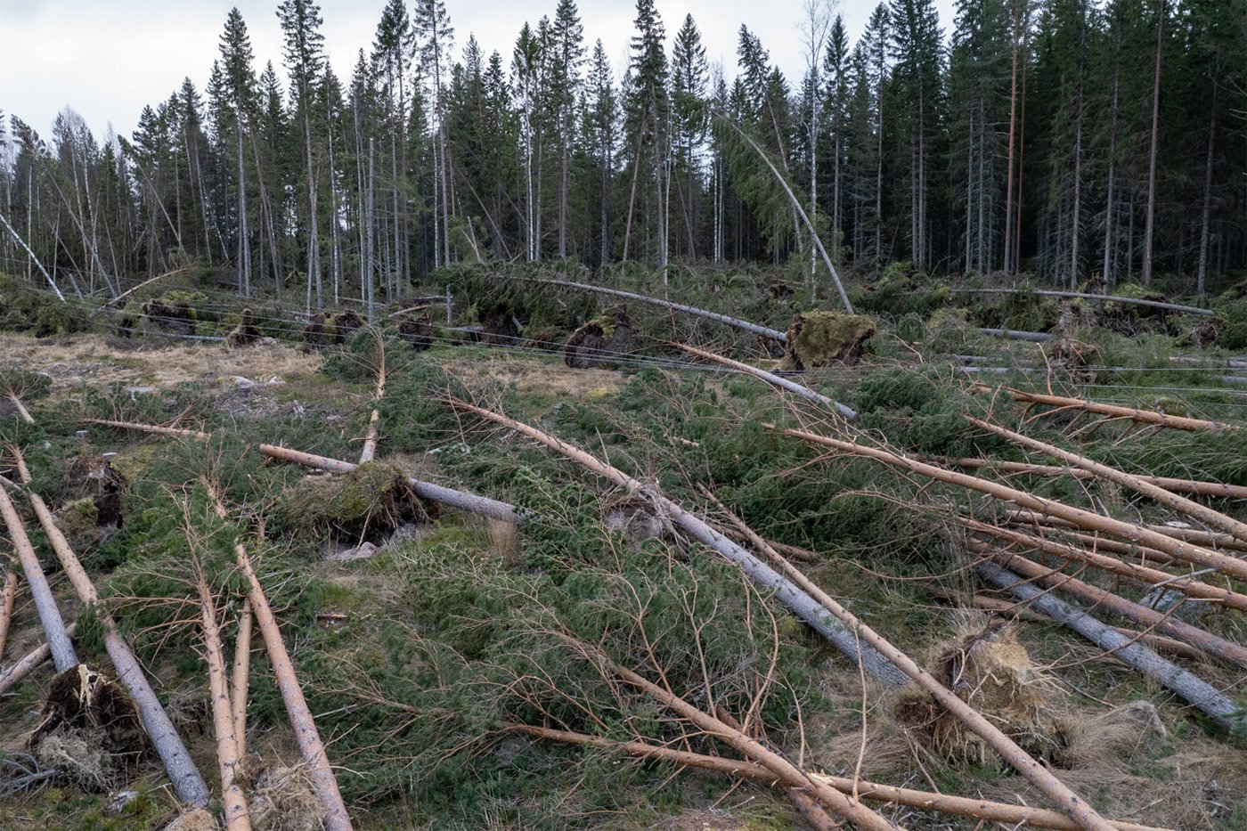 Nedf&auml;llda tr&auml;d och ledningar i G&auml;vleborg den 28 december. Foto: Ellevio.