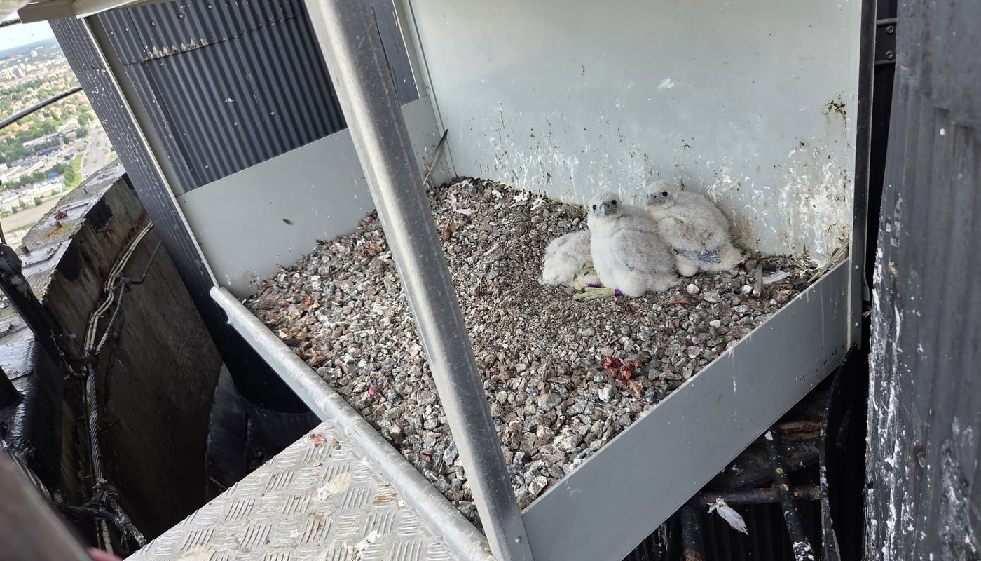 De tre falkungarna i sin häckningslåda vid Mälarenergis kraftvärmeverk. Foto: Mälarenergi.