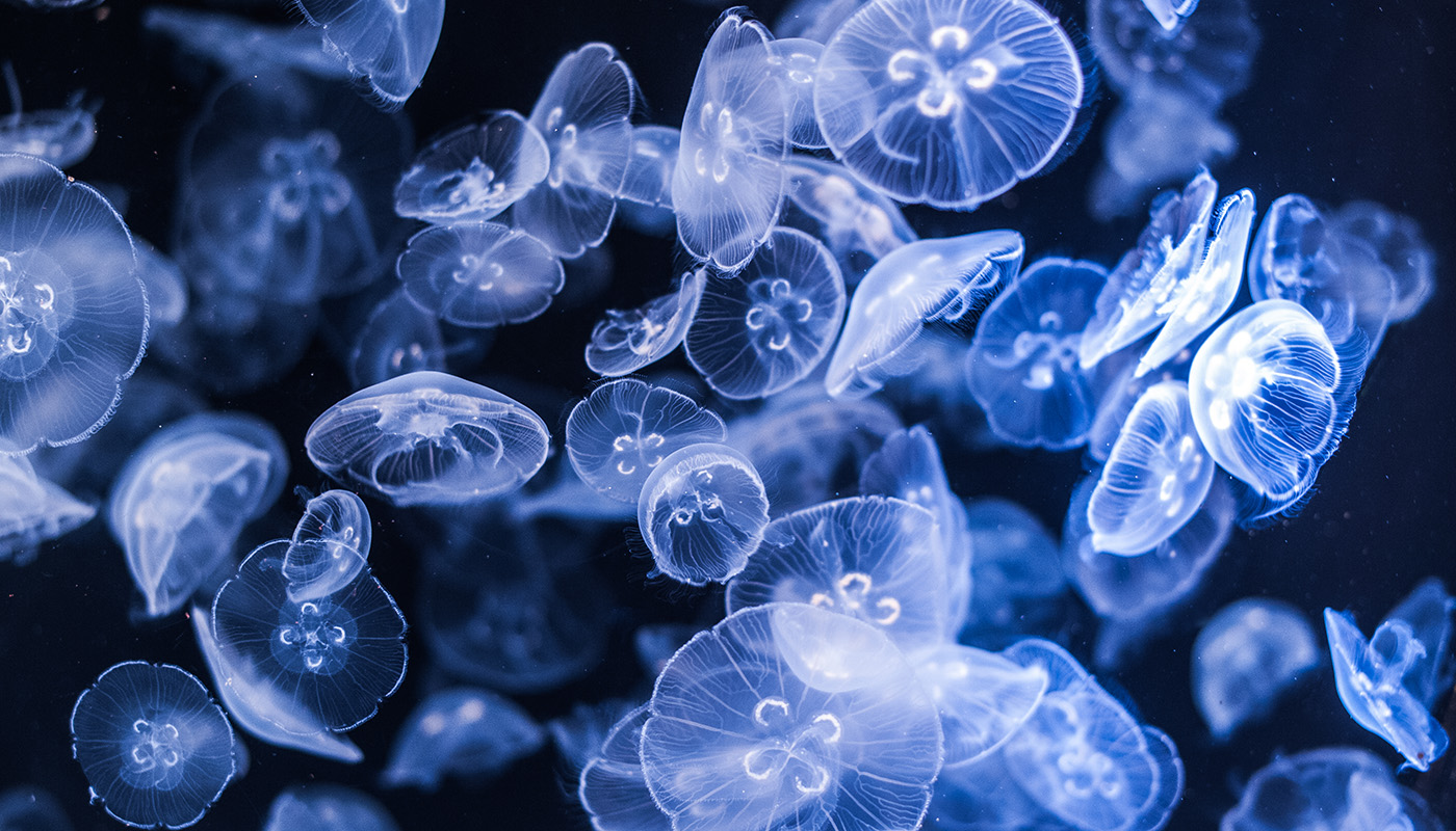 Maneterna attackerar. Foto: Istock.