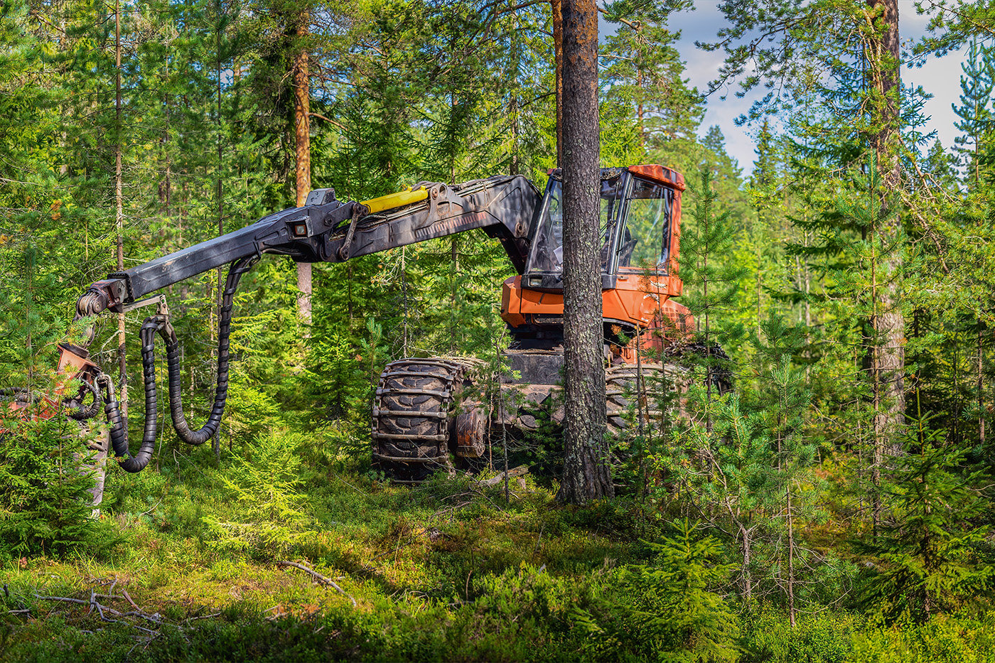 Skogsfrågor har blivi ett allt hetare ämne i EU-sammanhang under senare år. Foto: Svebio.
