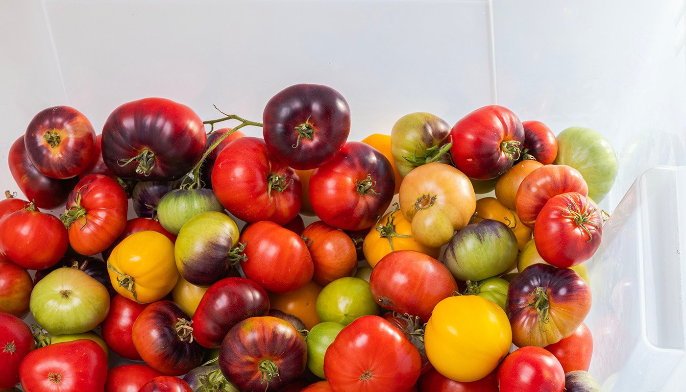 Odlingen av energirika grönsaker kan stärka elnätet. Foto: Shutterstock.