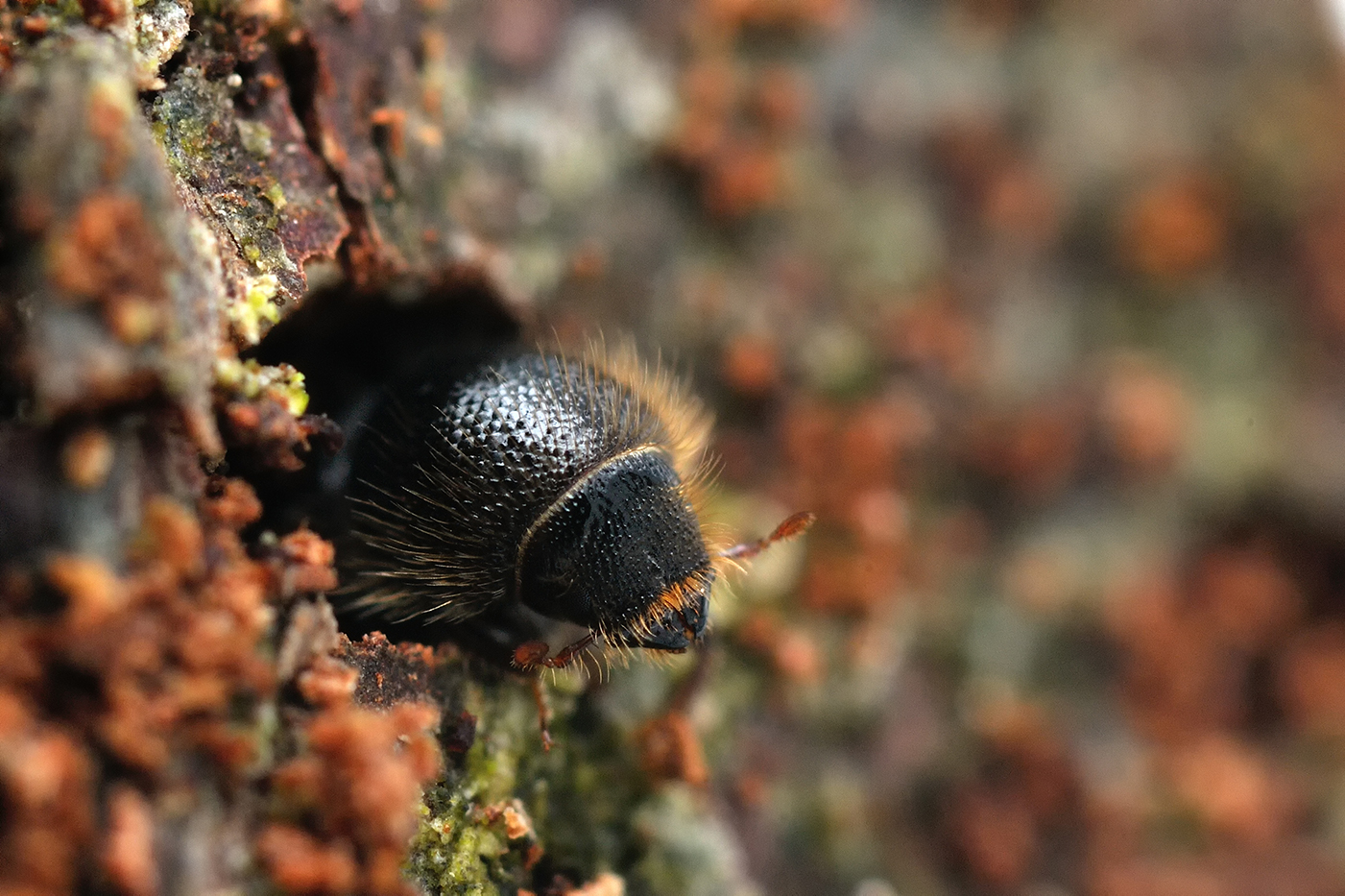 Granbarkborre. Foto: Shutterstock.