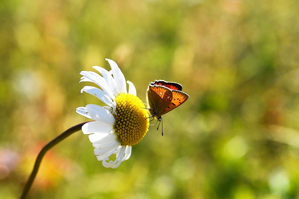 edningsgator är viktiga miljöer för pollinatörer och ängsväxter. 