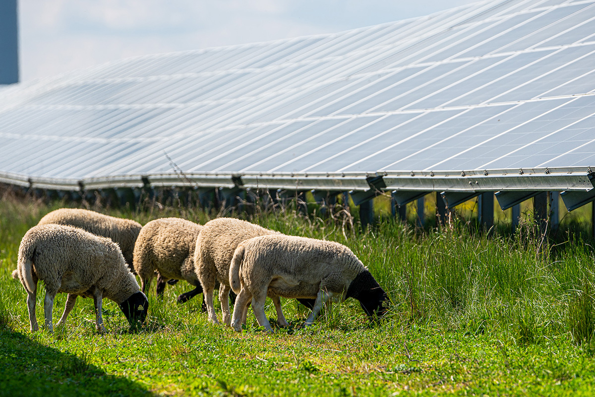Idag kombineras solceller med både djurhållning och odling på flera ställen, så kallade agrivoltaiska system. Här ifrån Alights solcellspark i Åhus. Foto: Alight.